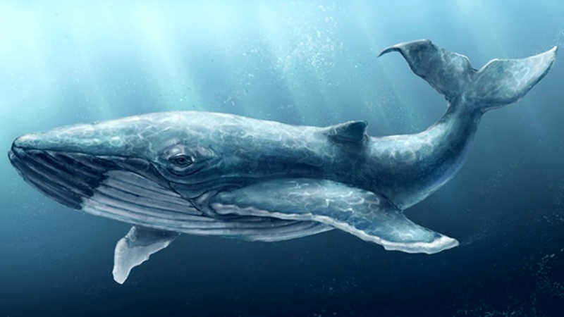 Биткойн-кит: «Криптовалютным трейдерам не стоит верить в сказки»